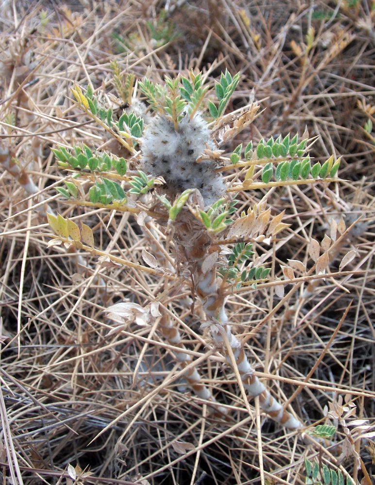 Image of genus Astracantha specimen.