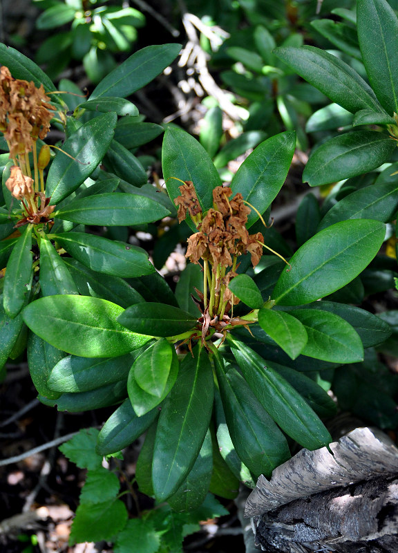 Image of Rhododendron caucasicum specimen.