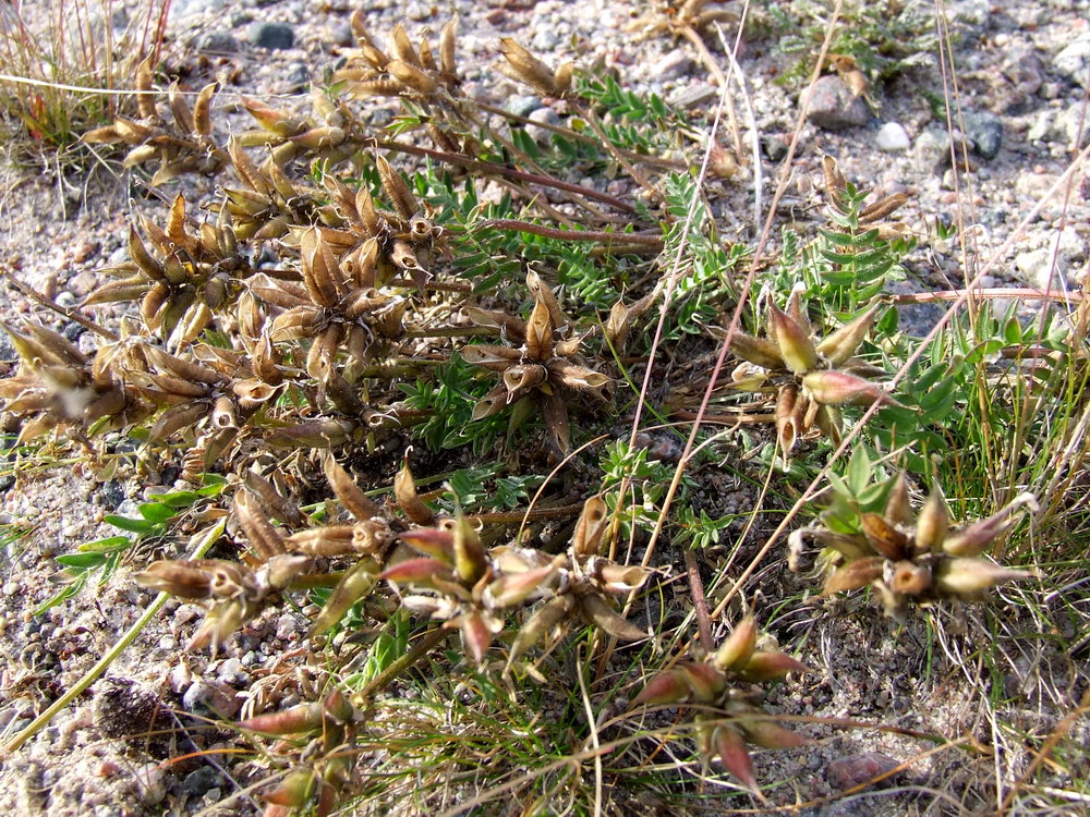 Image of Oxytropis sordida specimen.