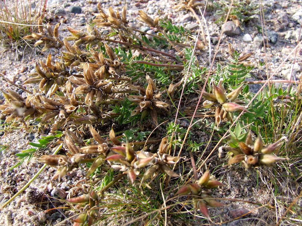 Изображение особи Oxytropis sordida.