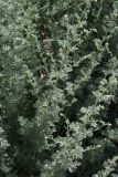 Artemisia persica