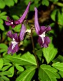 Corydalis caucasica