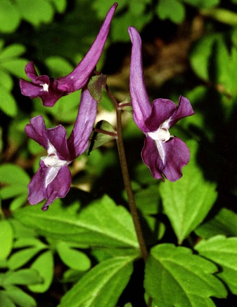 Image of Corydalis caucasica specimen.