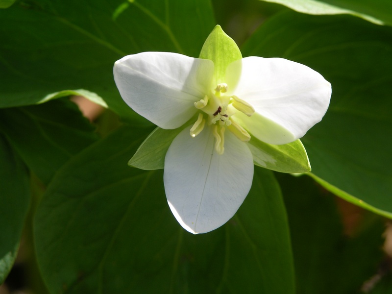 Image of Trillium camschatcense specimen.