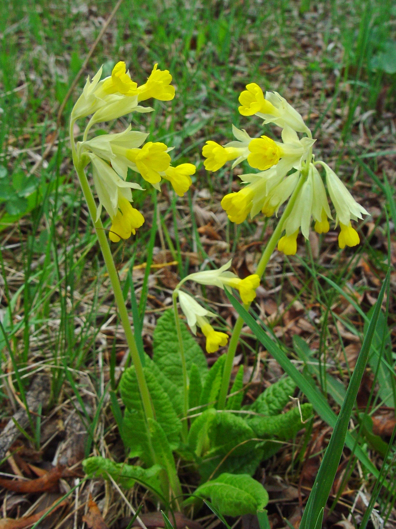 Image of Primula macrocalyx specimen.