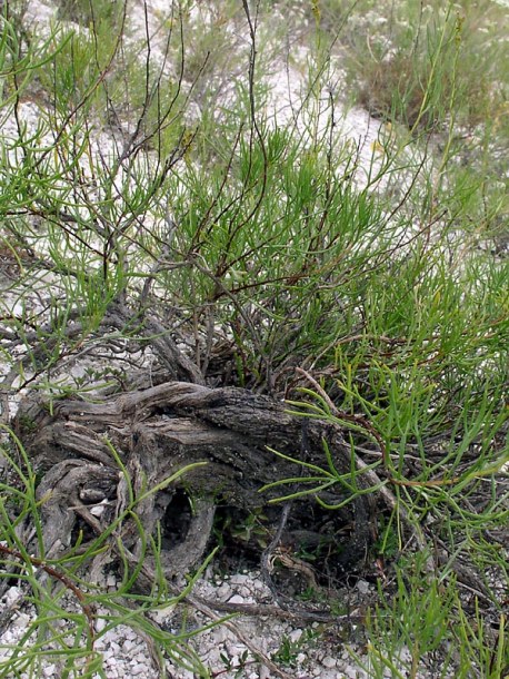 Image of Artemisia salsoloides specimen.