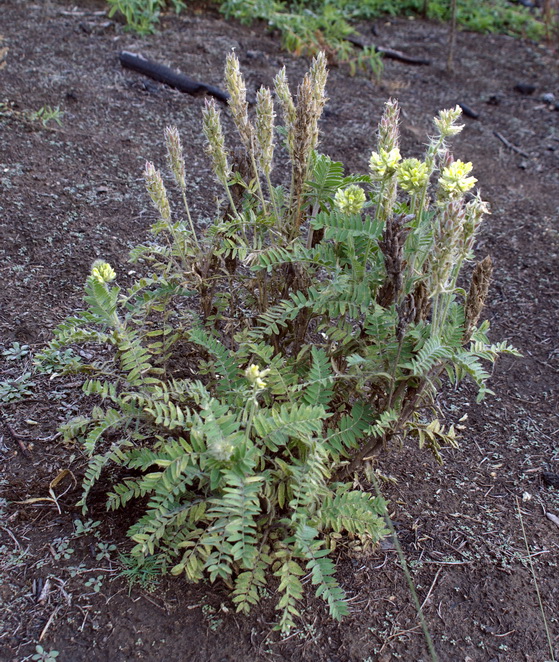 Изображение особи Oxytropis pilosa.