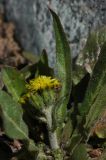 Crepis multicaulis