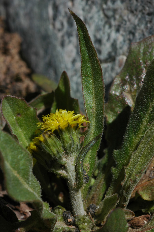 Image of Crepis multicaulis specimen.