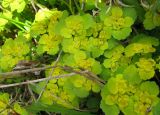 Chrysosplenium alternifolium