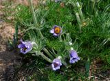 Pulsatilla turczaninovii