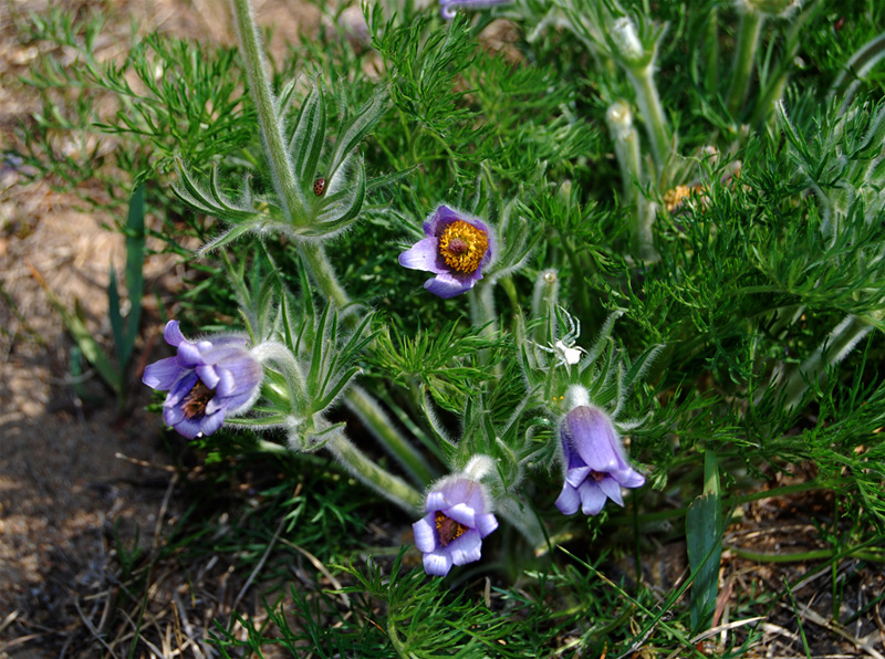 Image of Pulsatilla turczaninovii specimen.