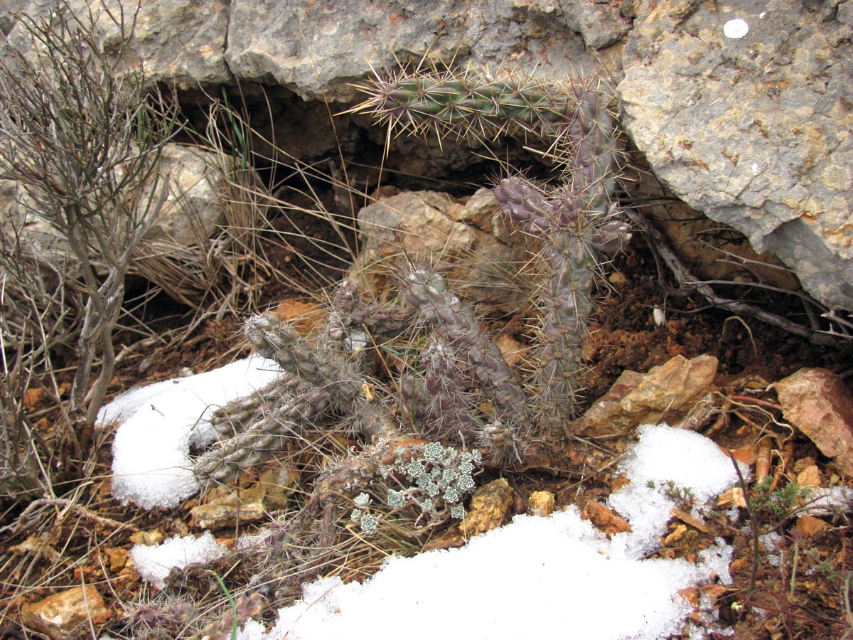 Изображение особи род Cylindropuntia.