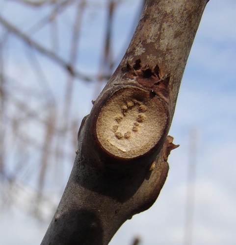 Изображение особи Catalpa bignonioides.