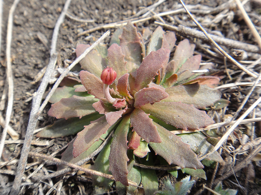 Image of Androsace septentrionalis specimen.