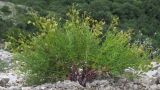 Veronica filifolia