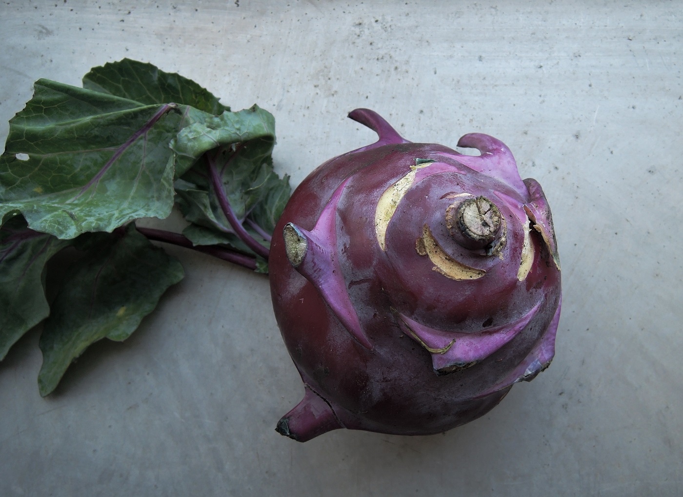 Изображение особи Brassica oleracea var. gongylodes.