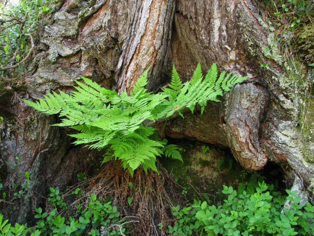 Image of Dryopteris assimilis specimen.