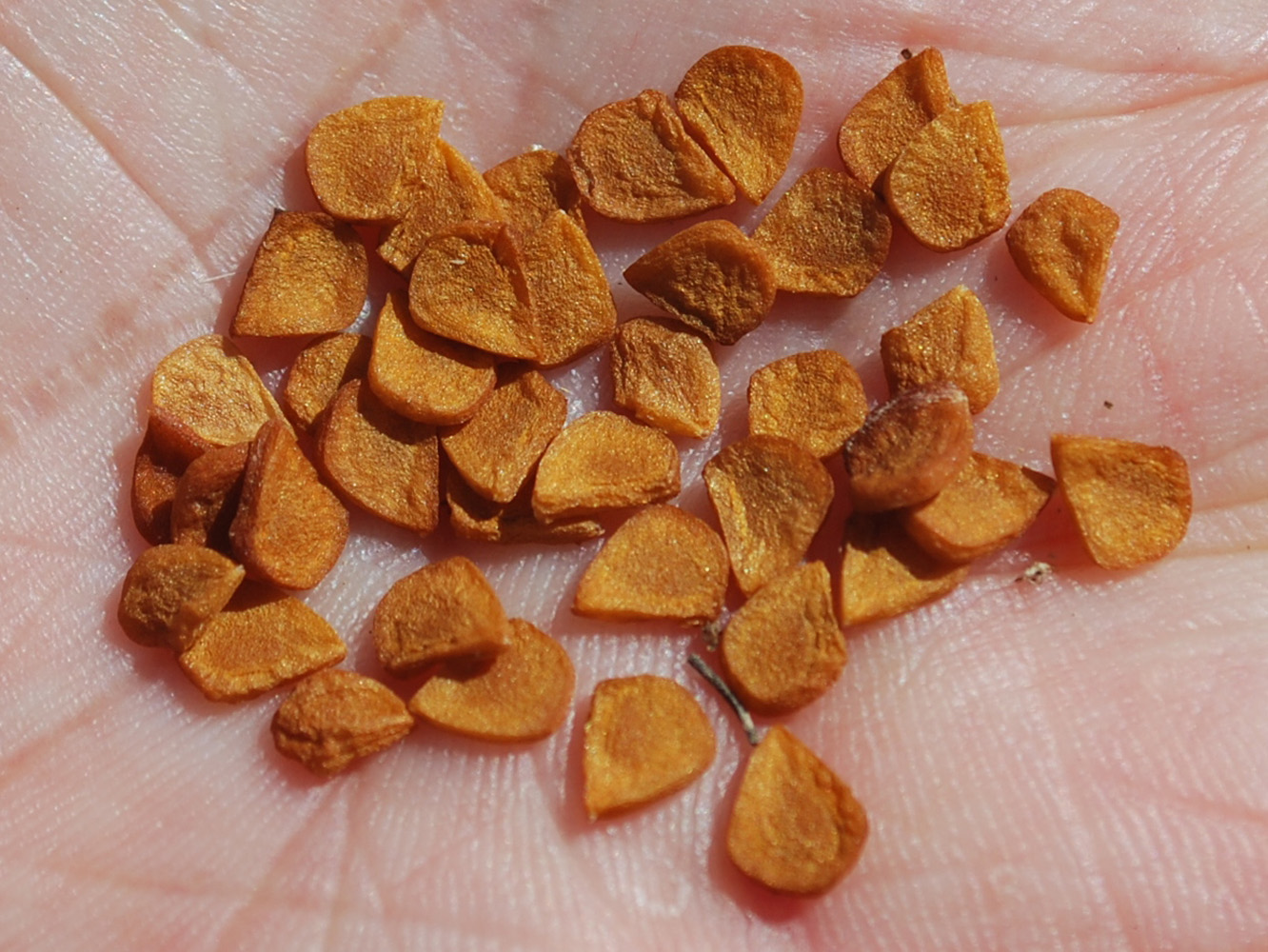 Image of Rhinopetalum stenantherum specimen.