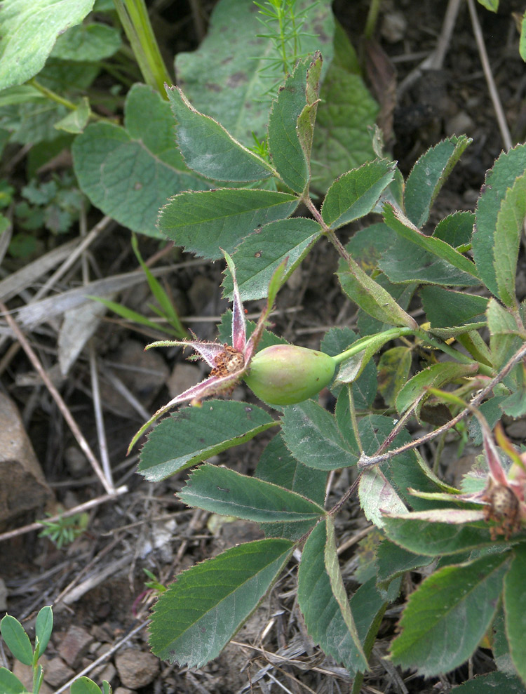 Image of Rosa uniflora specimen.