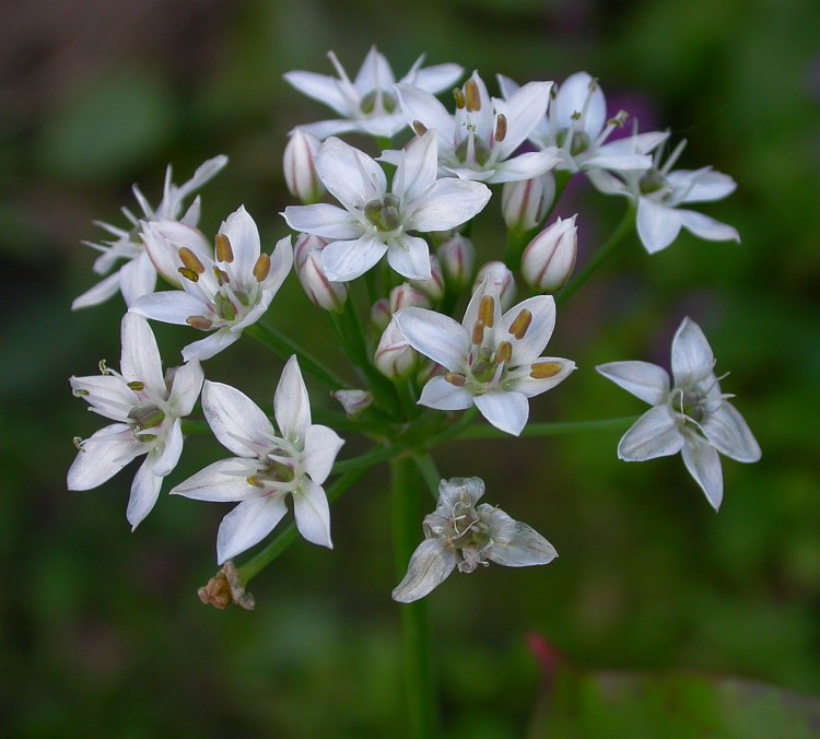 Image of Allium ramosum specimen.
