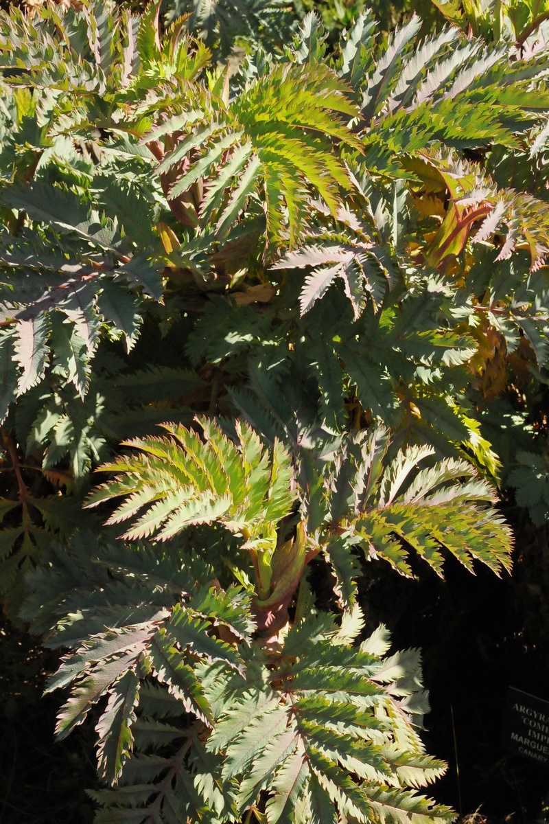 Image of Melianthus major specimen.