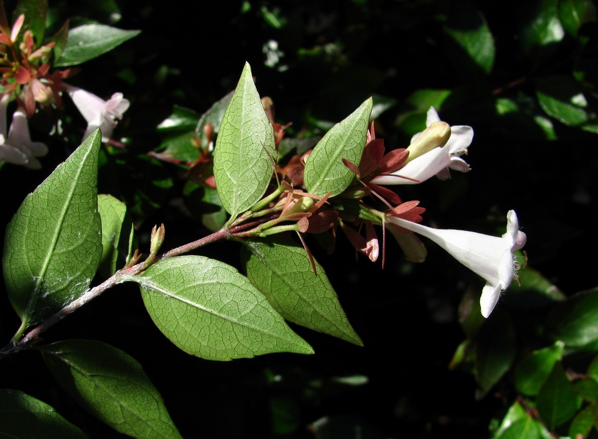 Image of Abelia × grandiflora specimen.