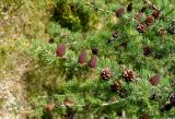 Larix sibirica