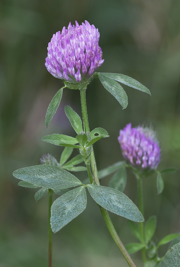 Изображение особи Trifolium pratense.