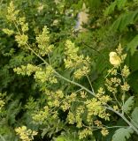 Macleaya microcarpa