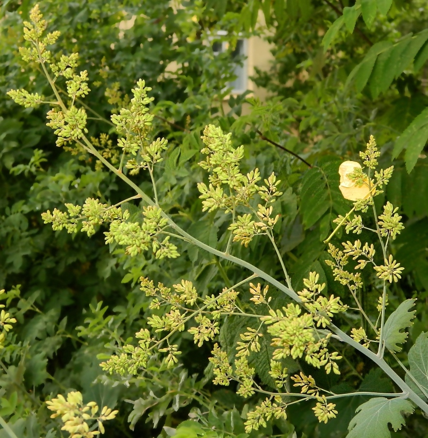 Изображение особи Macleaya microcarpa.