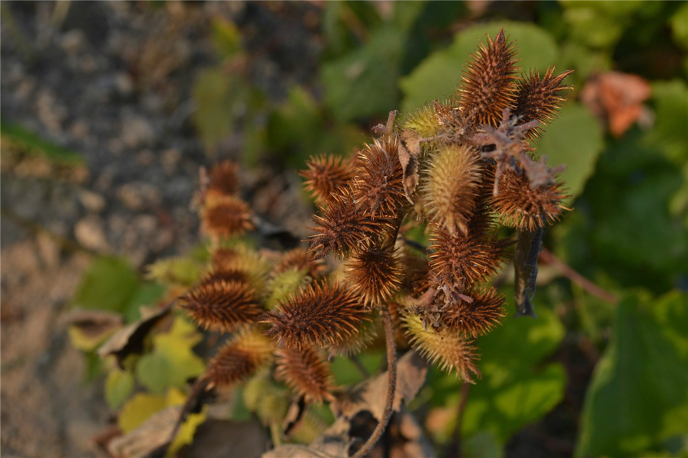 Изображение особи Xanthium orientale.