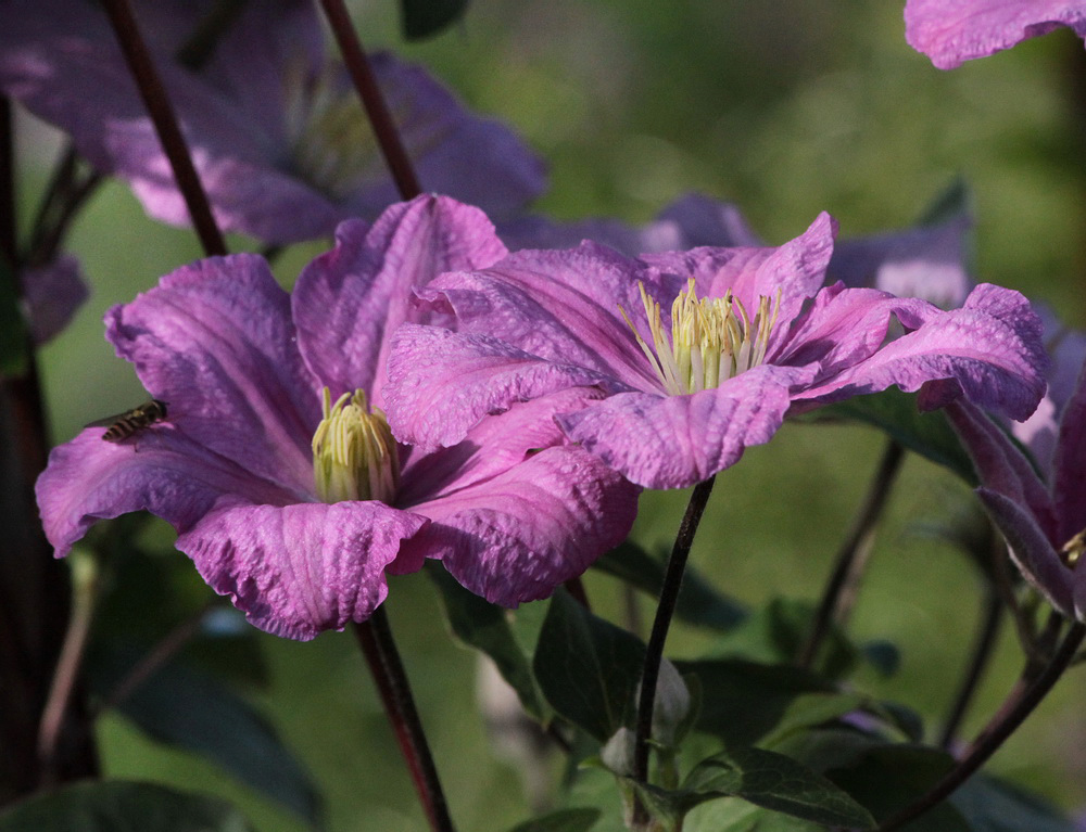 Image of Clematis × jackmanii specimen.