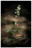 Epipactis helleborine. Цветущее растение. Республика Татарстан, Дрожжановский р-н. Июль 2007 г.