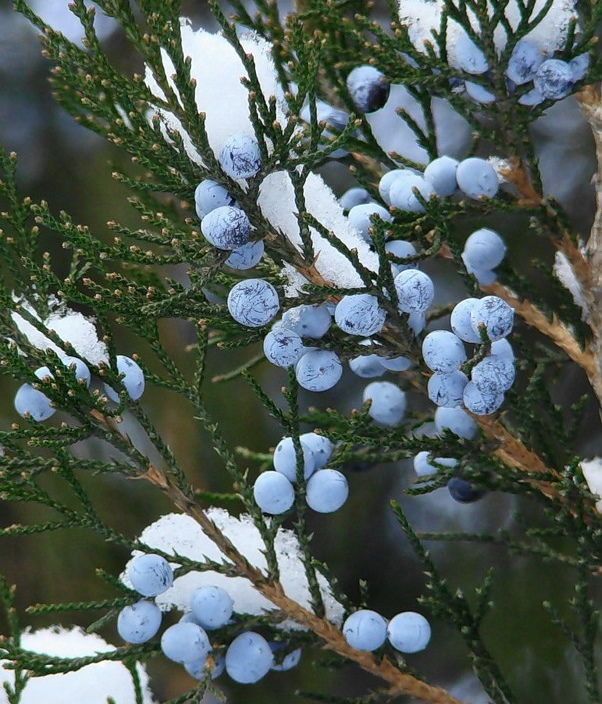 Image of Juniperus virginiana specimen.