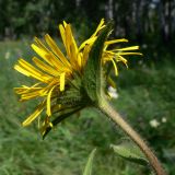 Inula hirta. Верхушка побега с соцветием. Челябинская обл., окр. г. Челябинск, Золотая горка, разнотравная поляна в берёзовом лесу. 05.07.2014.