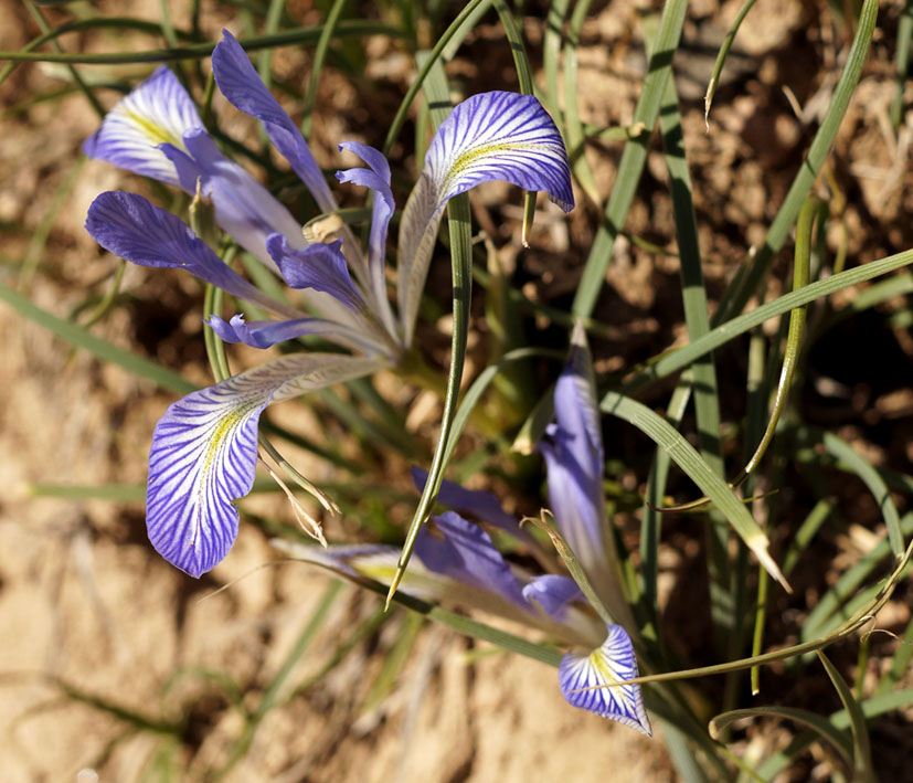 Image of Iris loczyi specimen.