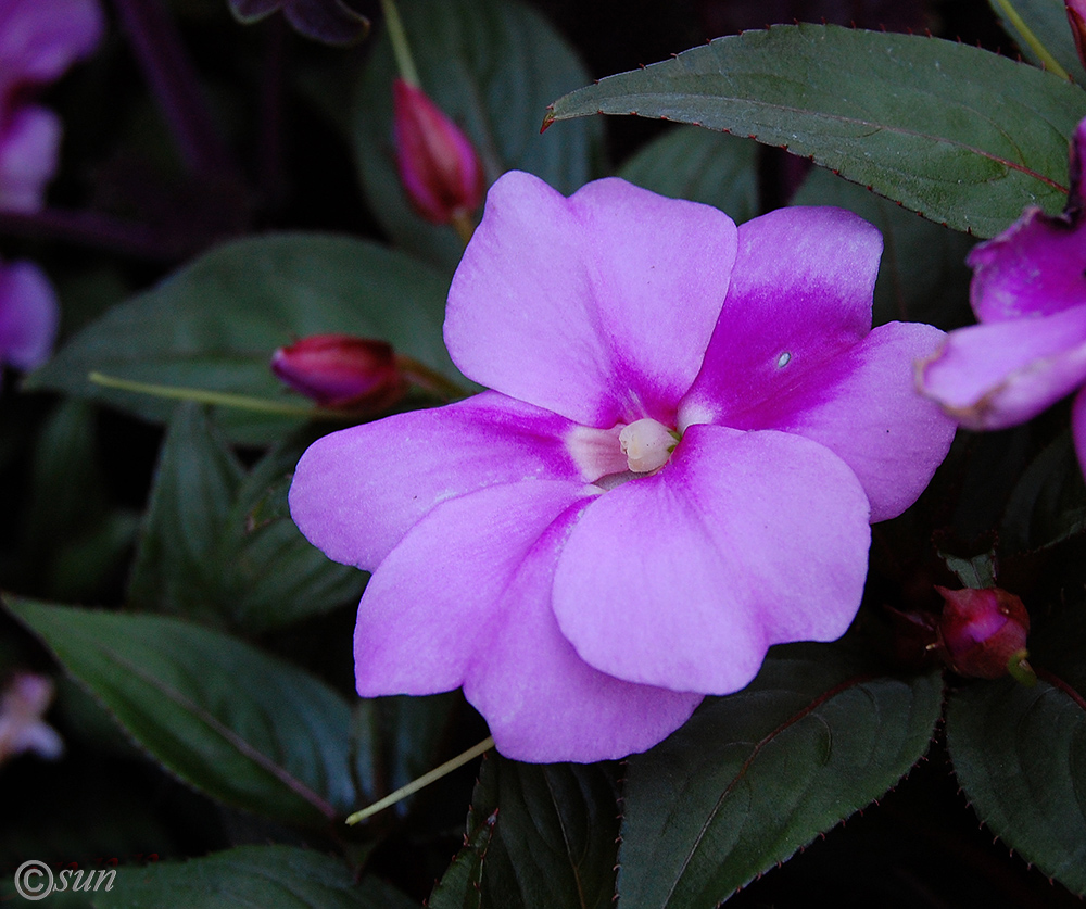 Image of Impatiens hawkeri specimen.