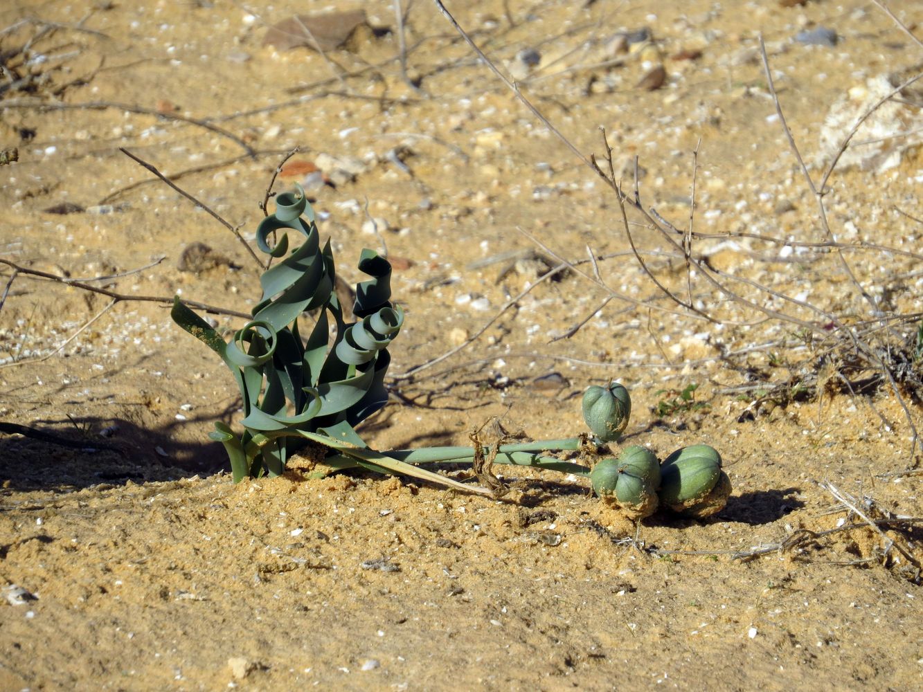 Image of Pancratium sickenbergeri specimen.