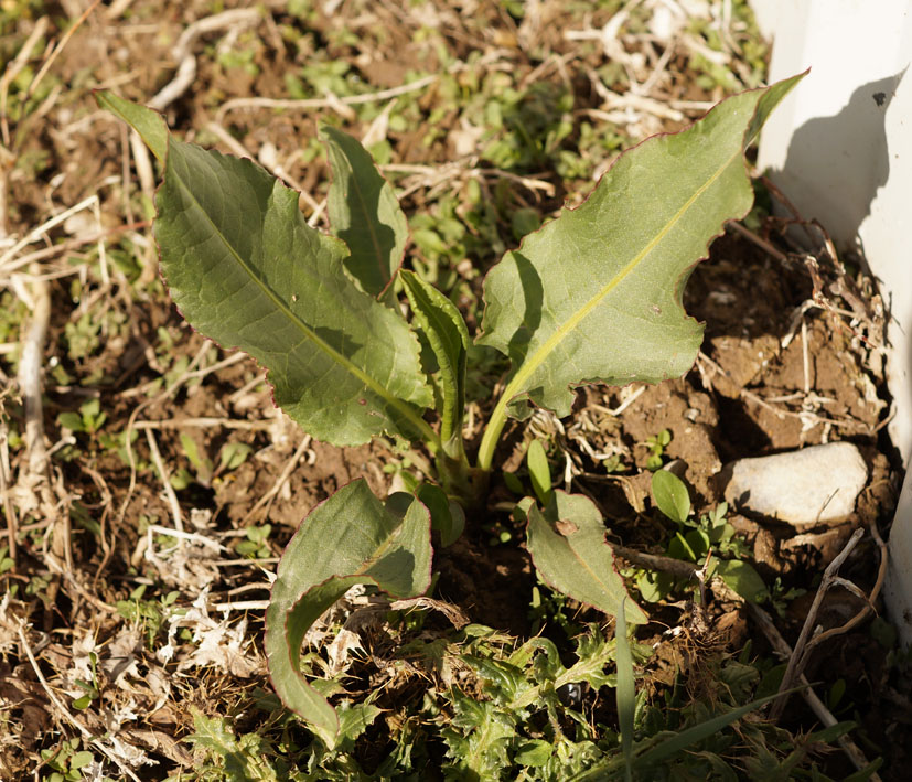 Изображение особи род Rumex.