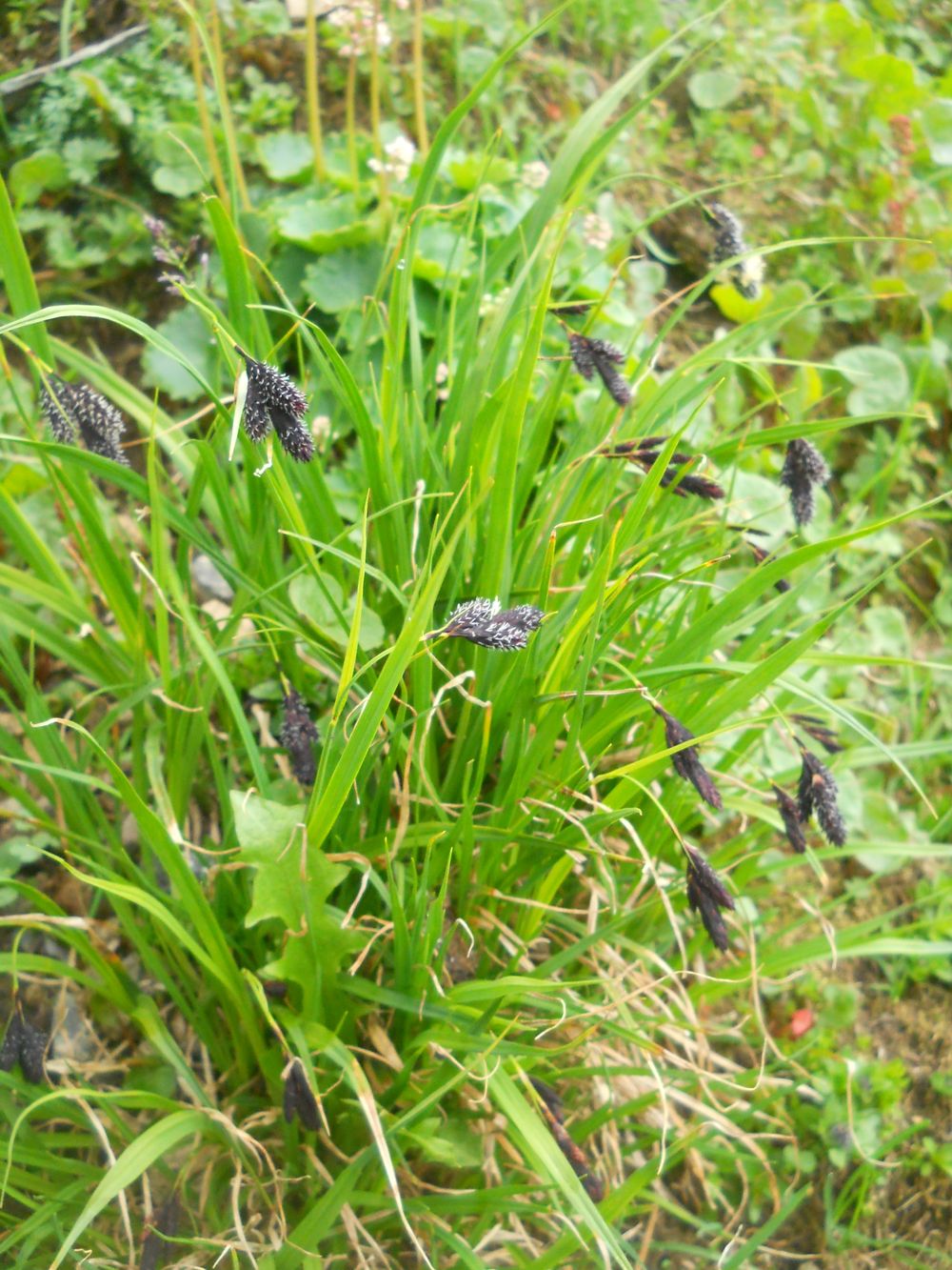 Image of Carex aterrima specimen.