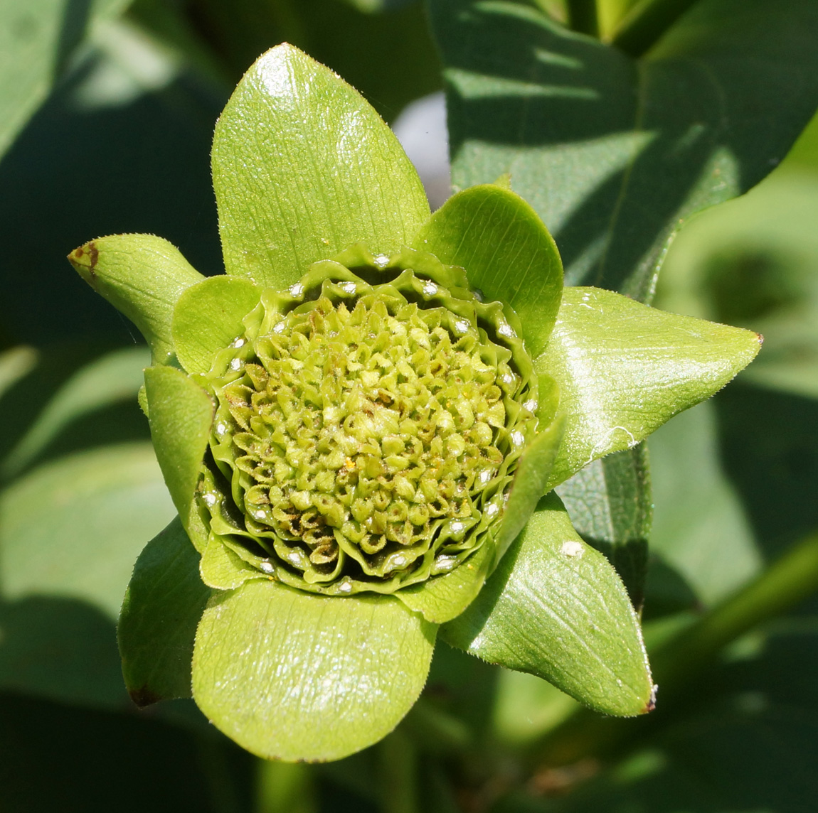 Изображение особи Silphium perfoliatum.