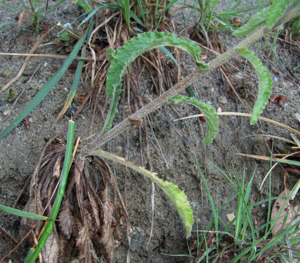 Image of Campanula longistyla specimen.