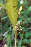 Persicaria lapathifolia. Нераспустившееся соцветие и основание листовой пластинки. Челябинская обл., окр. г. Челябинск, Золотая горка, обочина дороги в берёзовом лесу. 21.08.2015.