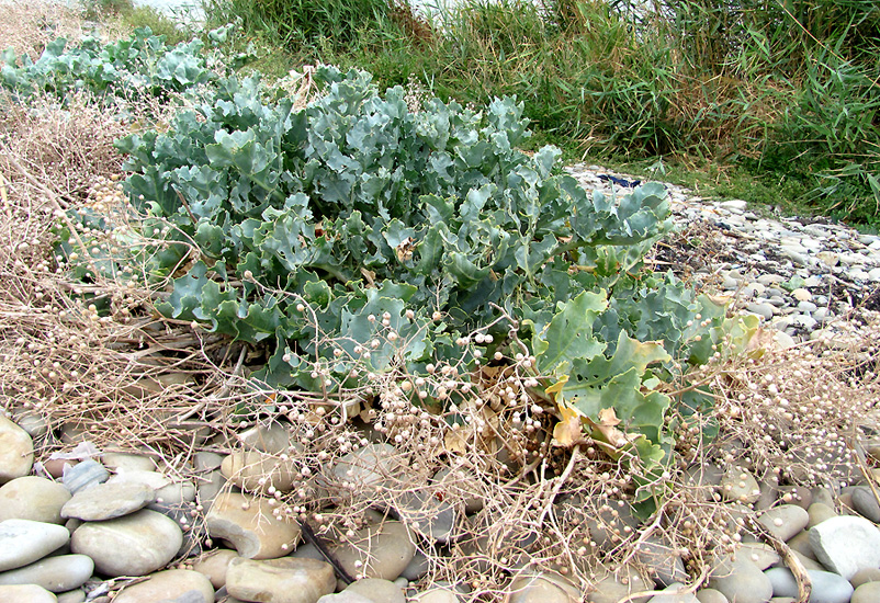 Image of Crambe maritima specimen.