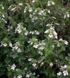 Euphrasia