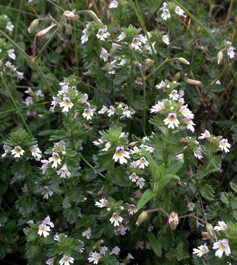 Изображение особи род Euphrasia.