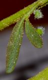 Cleome amblyocarpa