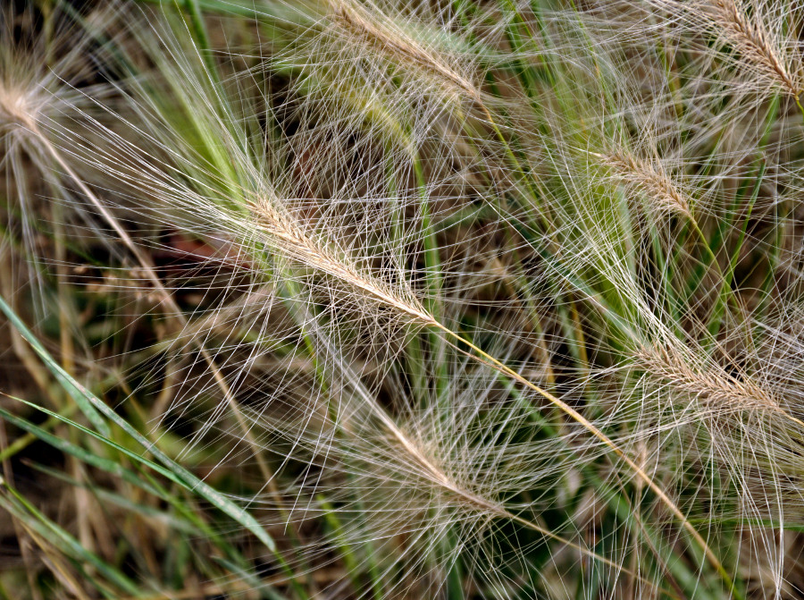 Image of Hordeum jubatum specimen.