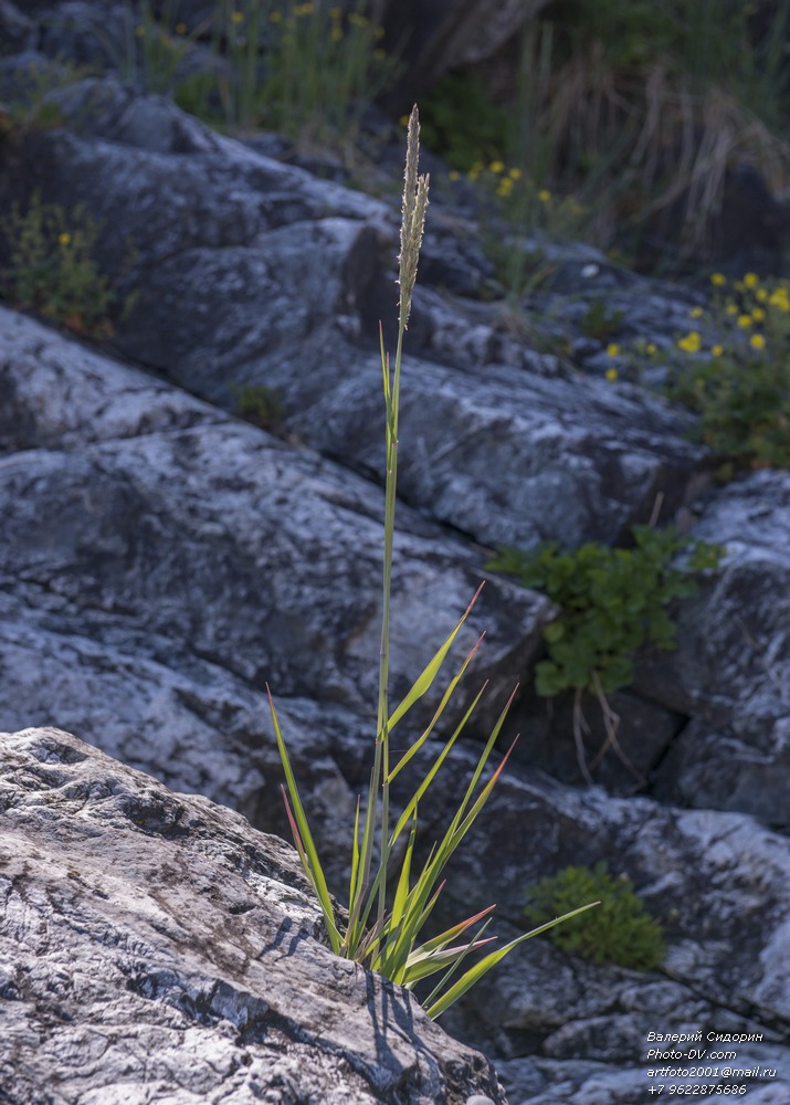 Image of genus Leymus specimen.